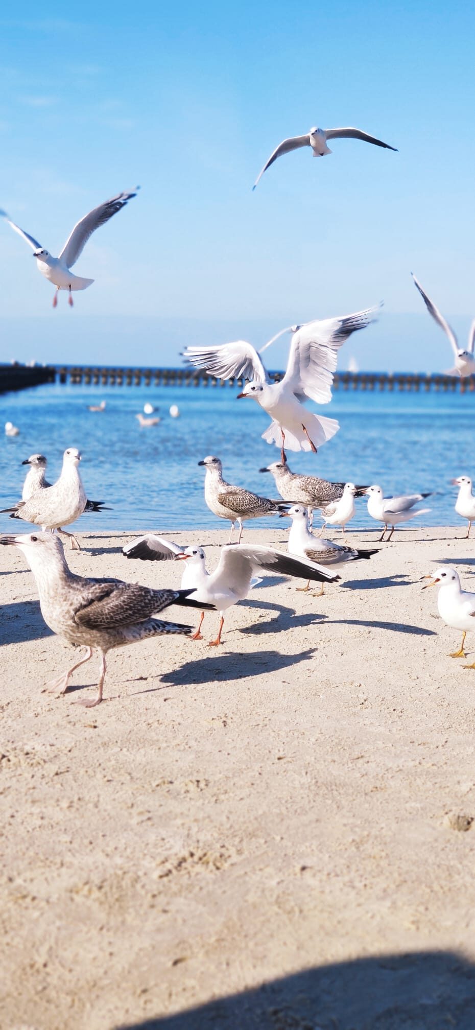 Måger på stranden i Międzyzdroje en solskinsdag